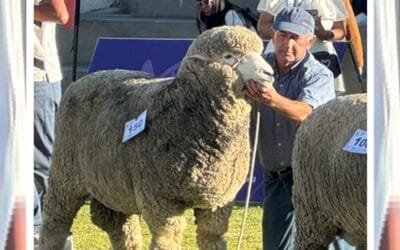 En España difunden video con investigación de técnicos de INIA.