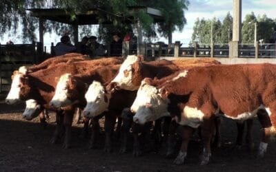 Cunietti & Cía. en Cuchilla de Silvera: mercado firme y con destacados valores.