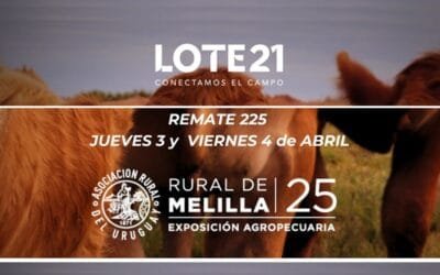 Lote 21 venderá 8.800 vacunos desde la Rural de Melilla.