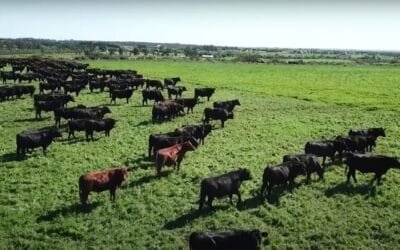 ACG: Sigue firme el mercado ganadero, con advertencia sobre la garrapata.