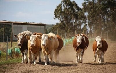 La colaboración entre pares, pieza clave para mejorar la producción ganadera en zonas áridas de Australia.