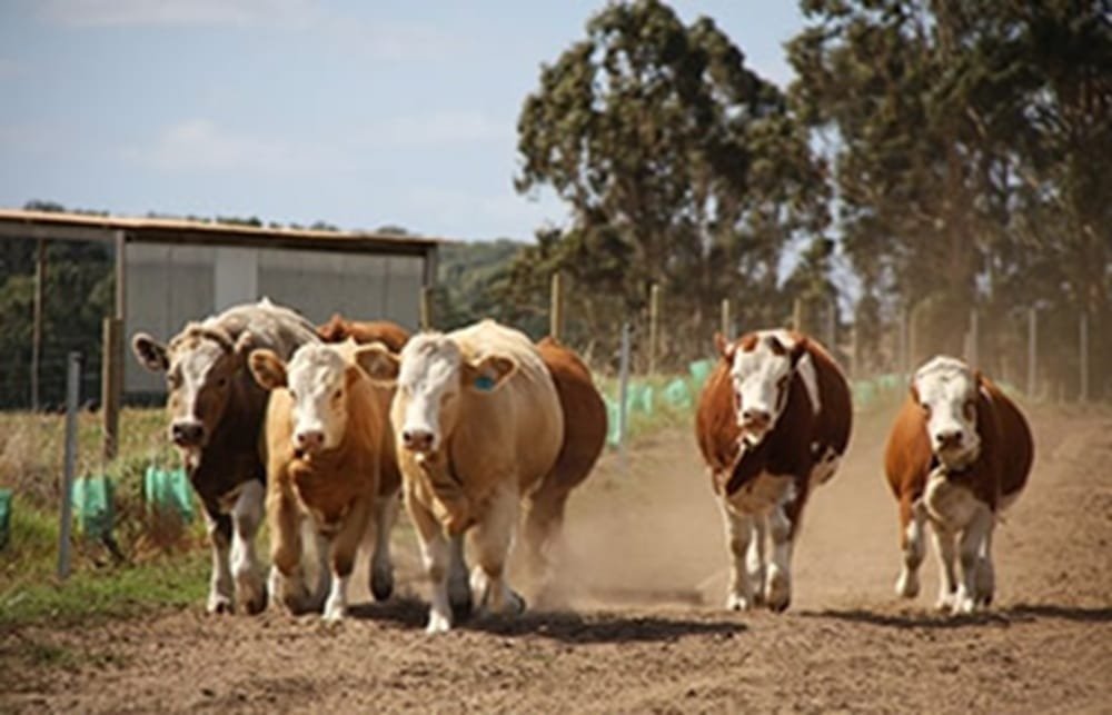 La colaboración entre pares, pieza clave para mejorar la producción ganadera en zonas áridas de Australia.