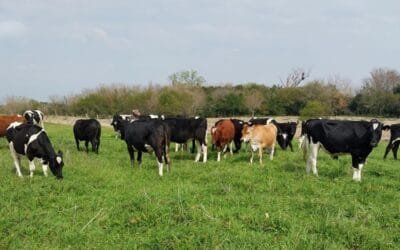 Primera jornada de pastoreo racional en Treinta y Tres.