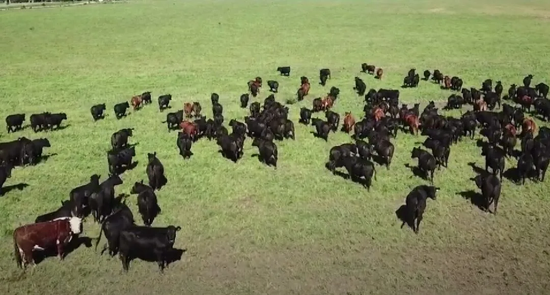 Resistencia antimicrobiana: la urgencia de un enfoque que priorice Una Sola Salud.