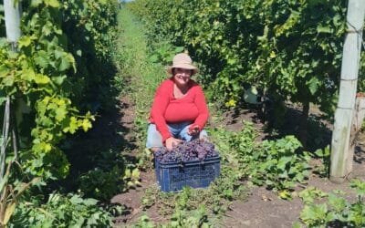 Año difícil para las uvas y los membrillos.