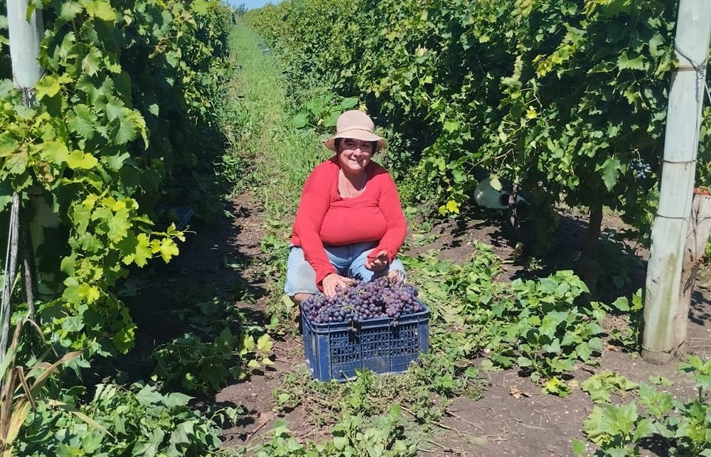 Año difícil para las uvas y los membrillos.