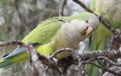 Plaga. “Las loras se están comiendo el dinero de la gente”.
