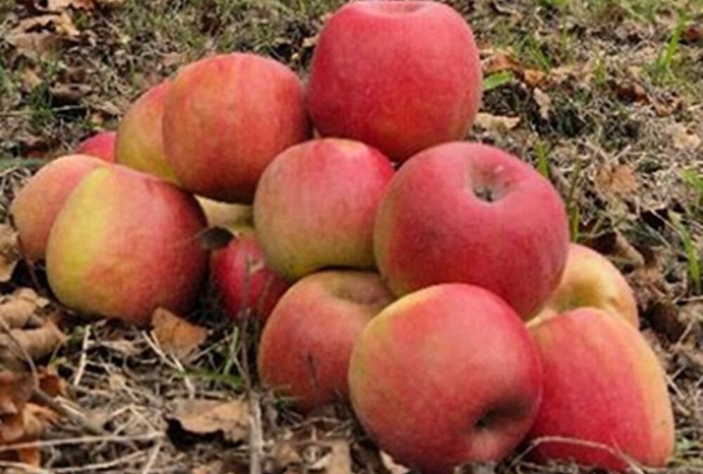 Se instala la zafra de la manzana Cripps Pink.