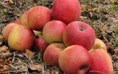 Se instala la zafra de la manzana Cripps Pink.