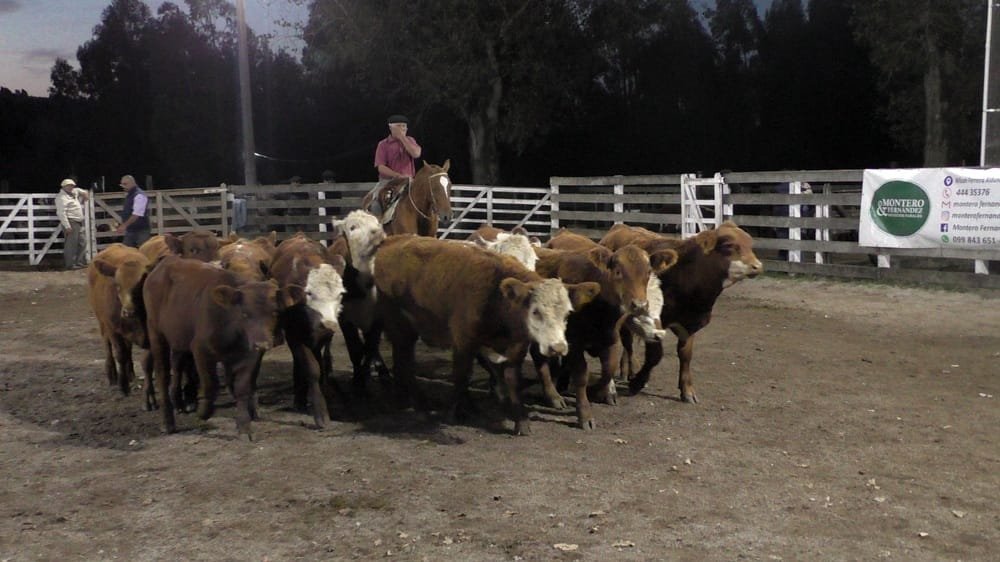 Con Montero & Fernández, la pista del Campanero siguió mostrando la firmeza del mercado.