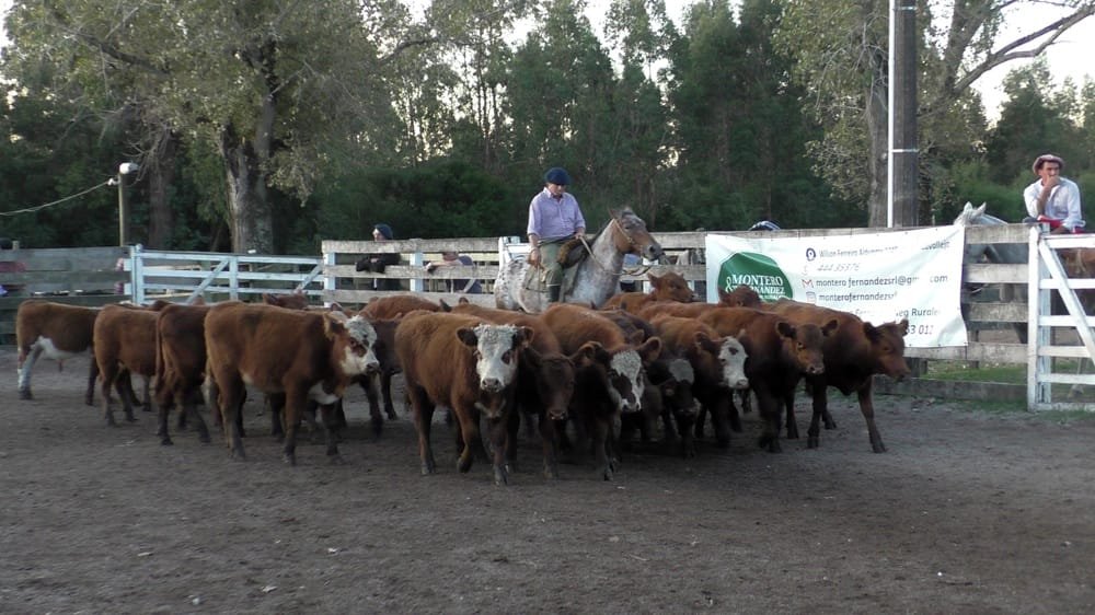 Montero & Fernández en Campanero, con un mercado en equilibrio.