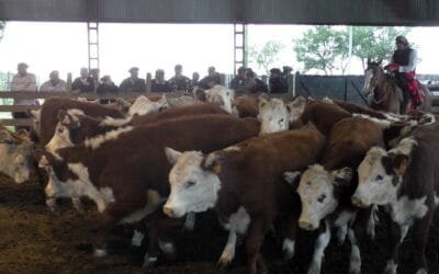 Ricardo Bachino Grosso dispersó selecta oferta en Ortiz.