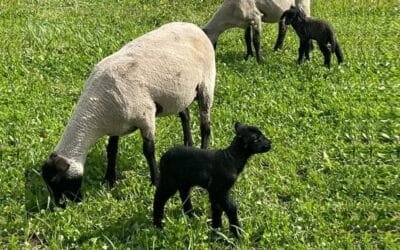 En mayo será la Gira Internacional de la Raza Suffolk.