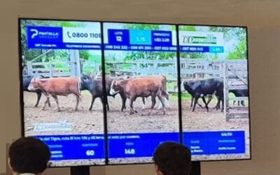 Pantalla Uruguay abrió el remate con muy buenos resultados; hoy siguen las ventas desde las 09.00.