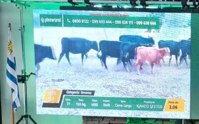 Dinámico remate de Plaza Rural.