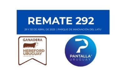 A las 09.00 de hoy comienza el remate de Pantalla Uruguay con destacada oferta de terneros y terneras.