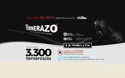 El 11, Valdez realizará otra gran venta de terneros.