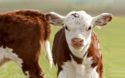 Pantalla Uruguay rematará el viernes 11.