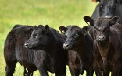 La demanda puso agilidad a las ventas de Plaza Rural que finaliza hoy.