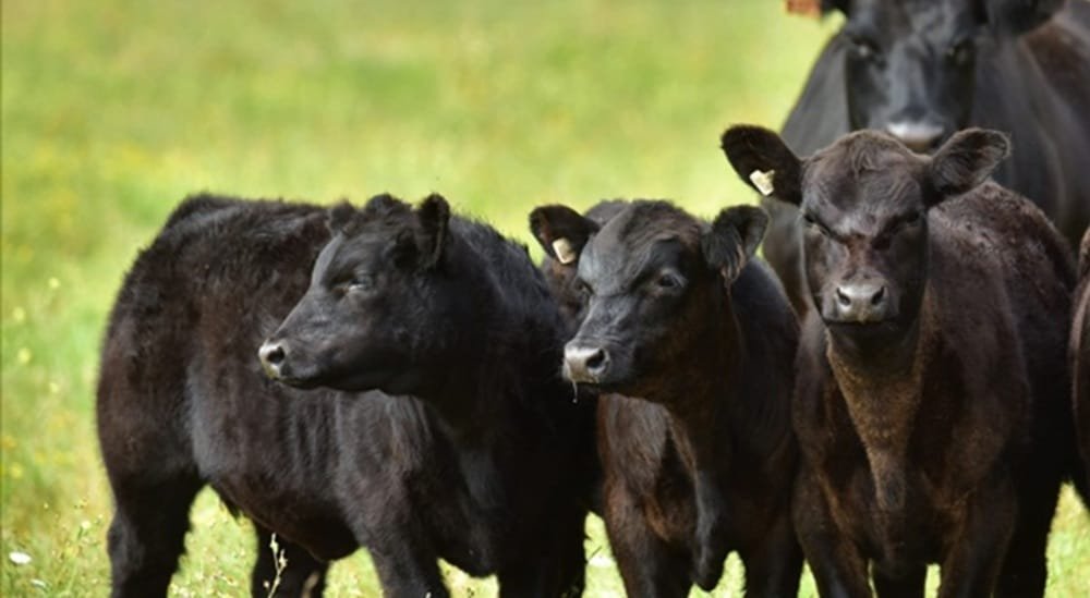 La demanda puso agilidad a las ventas de Plaza Rural que finaliza hoy.