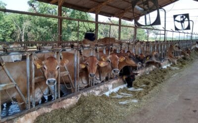 Evaluaciones genéticas: nuevo DEP de longevidad en razas lecheras.