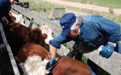 Planificación y responsabilidad: recomendaciones para vacunar contra la aftosa.
