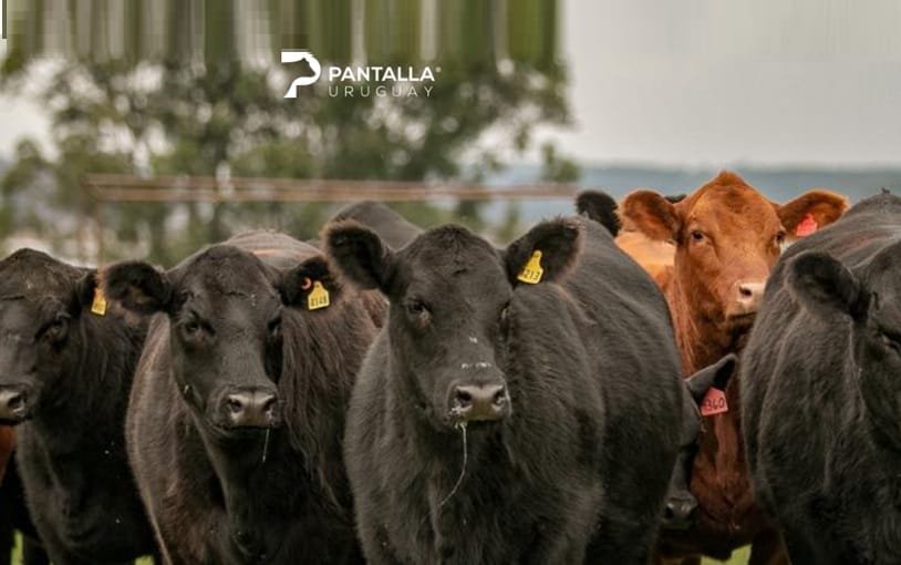 Hoy, remate de Pantalla Uruguay con Invernada Premium Angus.
