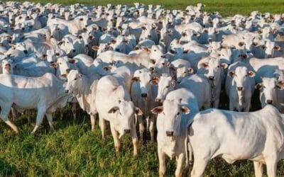 El rodeo vacuno paraguayo podría tener su mayor caída en los últimos 15 años.