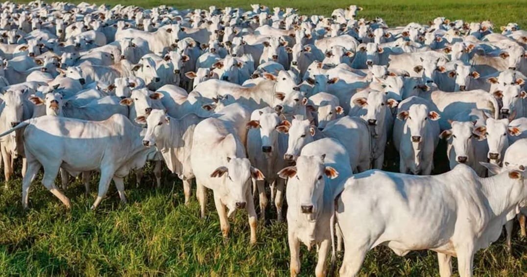 El rodeo vacuno paraguayo podría tener su mayor caída en los últimos 15 años.