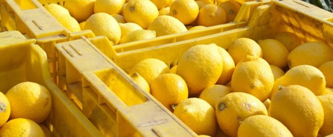 Se incrementa significativamente la oferta de limón en el mercado mayorista.