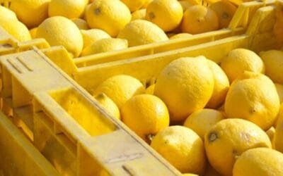 Se incrementa significativamente la oferta de limón en el mercado mayorista.