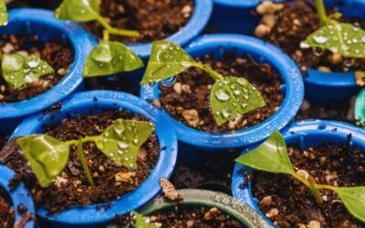 Selección genómica en el mejoramiento forestal.