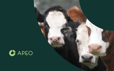 Descenso de la producción de carne del 9% respecto a los últimos años.