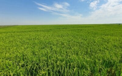 Paraguay: la siembra de arroz supera las 200.000 hectáreas con buenos rendimientos.