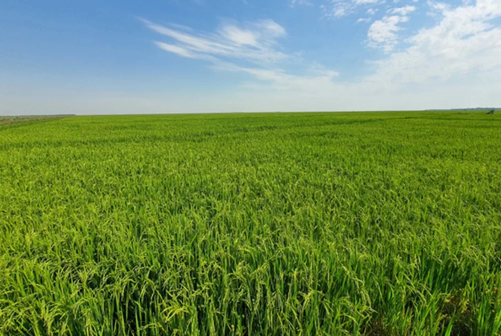 Paraguay: la siembra de arroz supera las 200.000 hectáreas con buenos rendimientos.