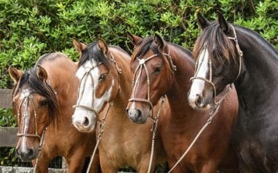 Hasta el sábado 10 se realiza la Expo Otoño 2025.