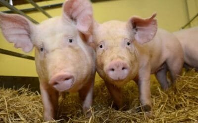 EE.UU. aprueba venta comercial de cerdos editados genéticamente; resisten una mortal enfermedad ganadera.