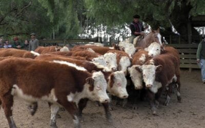 Cunietti & Cía.: la pista en Cuchilla de Silvera mostró un mercado firme.