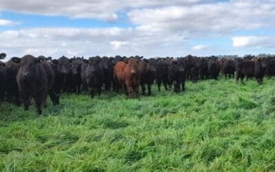 Reportan intoxicaciones en ganado vacuno y piden precaución.