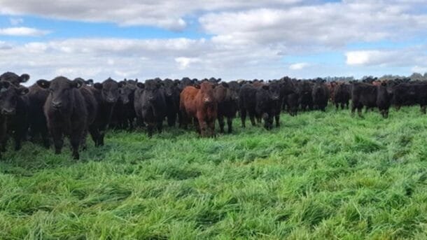 Uruguay exporta menos carne pero a los mejores precios de su historia