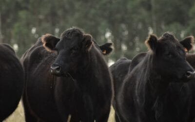 Hoy continúa el remate 304 de Plaza Rural con Plaza Angus.