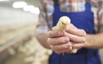 El MSP exhorta que trabajadores avícolas se vacunen contra la gripe.