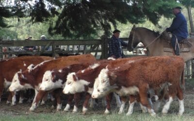 Manuel F. Porta: con agilidad variada oferta se colocó en La Querencia.
