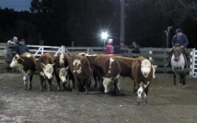 Leonardo Ruglio Bachino remató en Campanero con una pista firme y buenos precios.