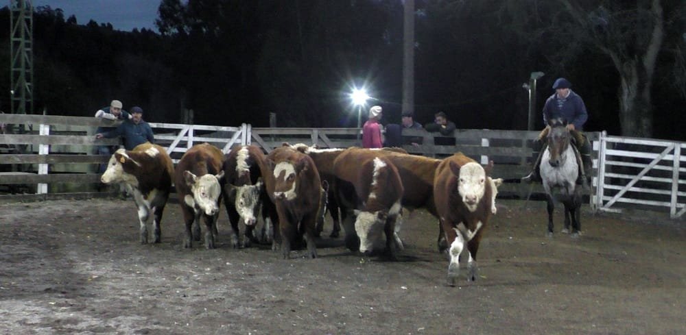 Leonardo Ruglio Bachino remató en Campanero con una pista firme y buenos precios.