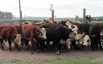 Carlos Bachino Agronegocios con una pista ágil y buenos precios en Los Amigos.