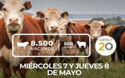Hoy Lote 21 comienza el remate 227, con 8.500 vacunos y 500 ovinos.