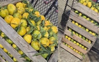 Inicia la zafra de mandarinas “comunes” o “criollas”.