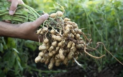 Análisis del maní ofrece información que se puede aplicar al algodón y la colza.