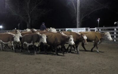 Montero & Fernández en el Campanero, mostró un mercado acorde al momento del año.